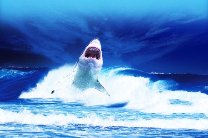Top 5 Most Unique Shark Species Top 5 Most Unique Shark Species