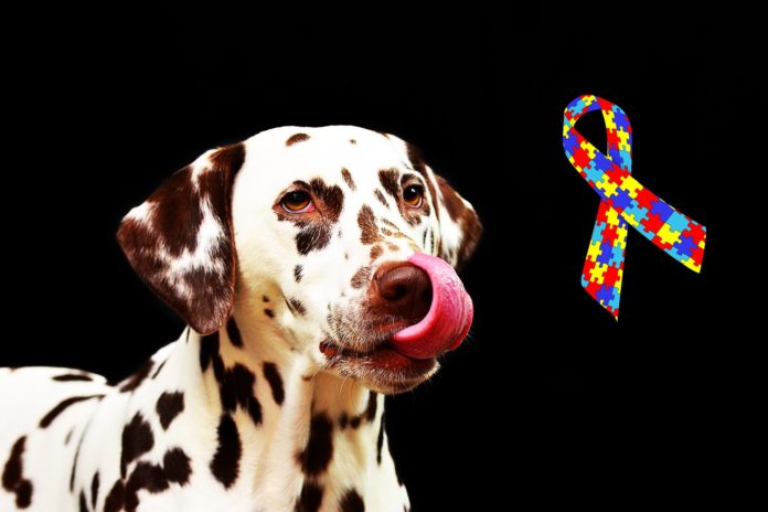 Autism Service Dogs: 4 Things You Didn't Know Autism Service Dogs: 4 Things You Didn't Know