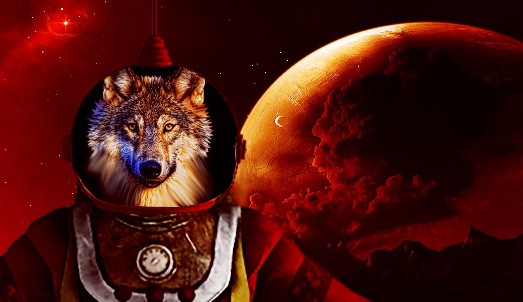 Chernobyl Wolves to Live on Mars with Humans