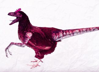 Mini Dinosaurs Were Populating Earth 12M Years Ago
