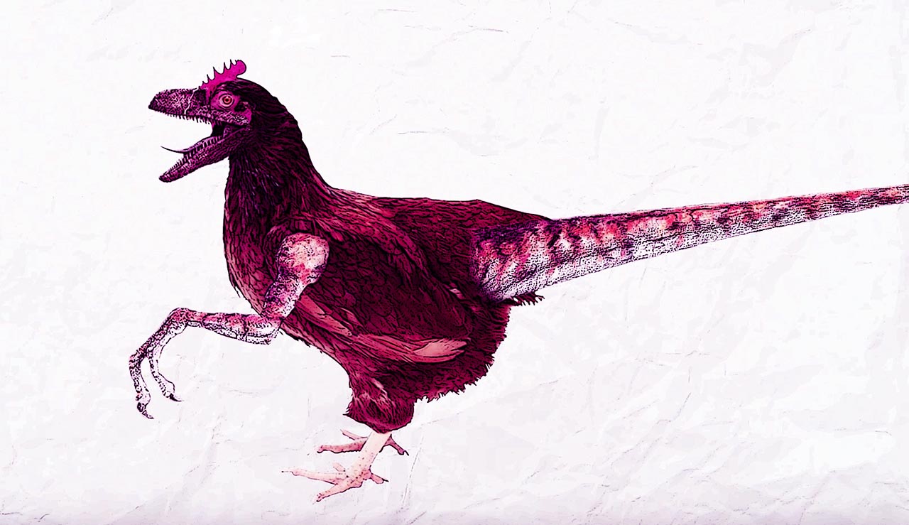 dinosaurs evolved into chickens